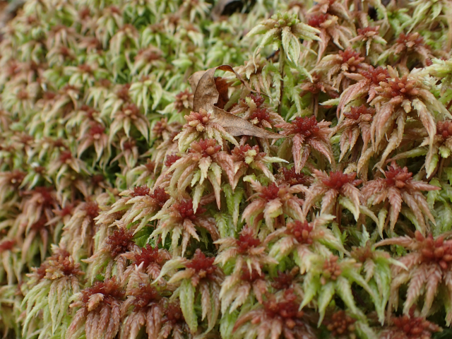 蘚苔類 - PukiWiki