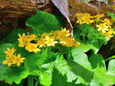 27 エゾノリュウキンカ Kyushu University Forests