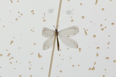 昆虫-アミメカゲロウ目