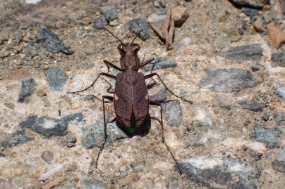 昆虫-コウチュウ目