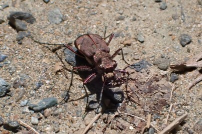 昆虫-コウチュウ目
