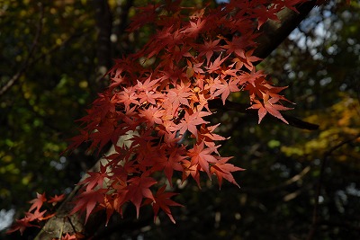 2009-11-25-11-05_ii.jpg
