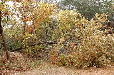 2009-12-03-10-03-53_ya.jpg