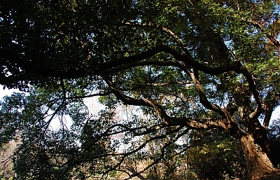 2009-12-08-13-44-29_ya.jpg