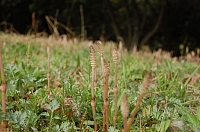 2010-03-16-12-28-33_ya.jpg