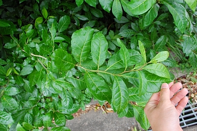2010-05-27-13-59-33_ya.jpg
