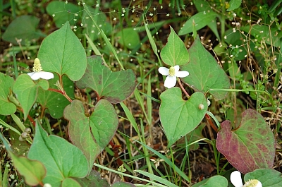 2010-05-27-14-32-33_ya.jpg