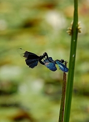 2010-06-22-12-55-20_ya.jpg