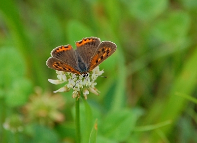 2010-07-01-12-49-22_ya.jpg