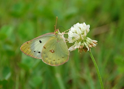 2010-07-01-12-50-26_ya.jpg