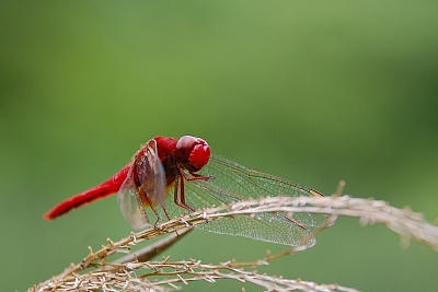 2010-07-06-12-57-18_ya.jpg