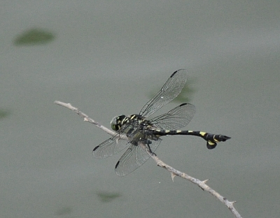 2010-08-13-09-53-16_ya.jpg