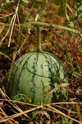 2010-09-03-12-48-12_ya.jpg