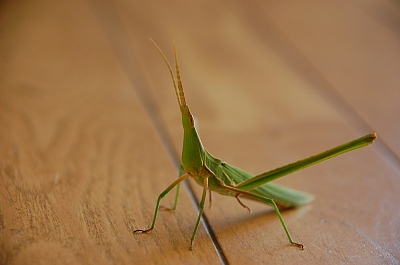 2010-09-03-13-01-34_ya.jpg