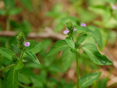 2010-09-10-12-43-48_ya.jpg