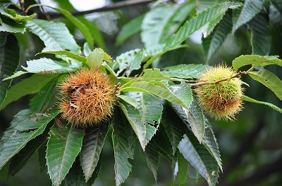 2010-09-29-12-40_ii.jpg