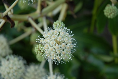 2010-11-26-14-06-06_ii.jpg