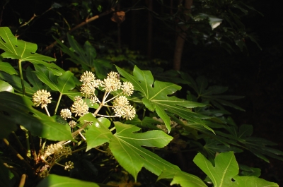 2010-11-29-12-32-57_ya.jpg