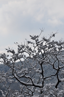 2011-01-11-14-38-53_ii.jpg