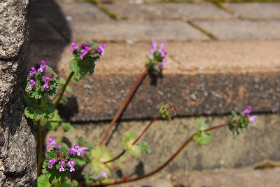 2011-03-08-13-02-22_ya.jpg
