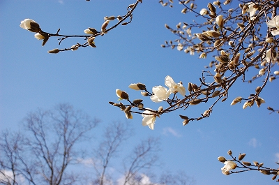 2011-03-16-09-59-06_ya.jpg