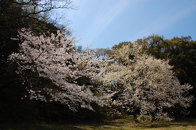 2011-04-06-13-52-10_ya.jpg