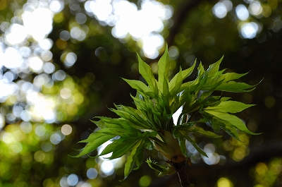 2011-04-06-14-50-12_ya.jpg