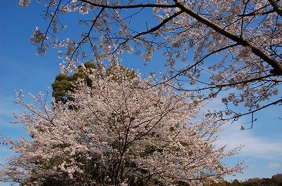 2011-04-06-16-12-32_ya.jpg