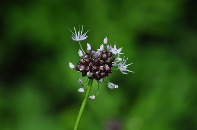 2011-06-02-11-21-43_ii.jpg