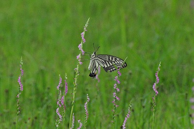 2011-07-07-13-04-29_ii.jpg