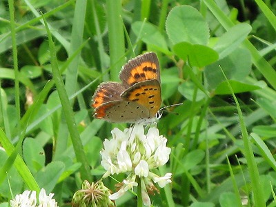2011-07-07-13-31-40_aa.jpg