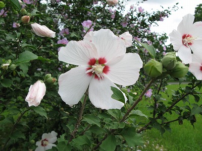 2011-07-07-14-29-14_aa.jpg