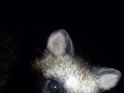 2011-08-02-01-40-01_ya.jpg