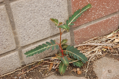 2011-08-08-11-50-10_ya.jpg