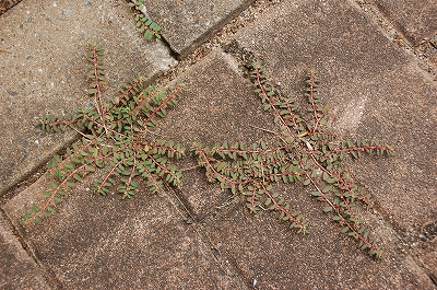 2011-08-08-11-50-57_ya.jpg