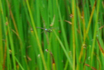 2011-08-12-12-47-21_ya.jpg