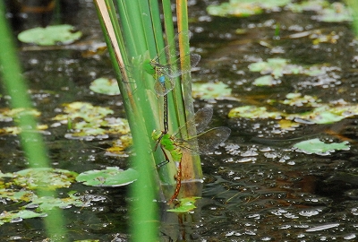 2011-08-17-12-36-57_ya.jpg