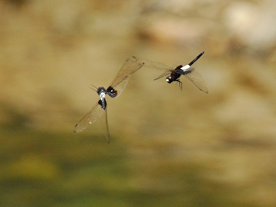 2011-08-19-14-08-09_ya.jpg