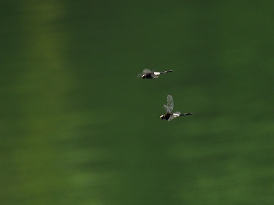 2011-08-19-14-09-15_ya.jpg