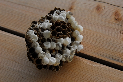 2011-09-01-15-23-53_ya.jpg