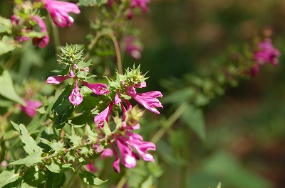 2011-09-08-11-36-10_ya.jpg