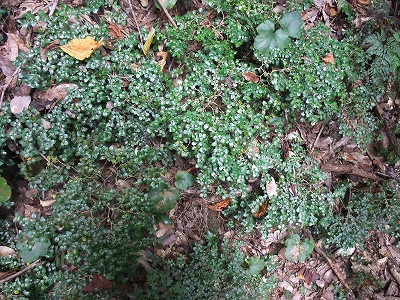 2011-10-11-09-31-34_ya.jpg