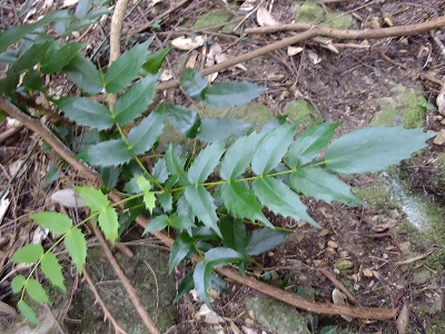 2011-10-11-13-44-40_ya.jpg
