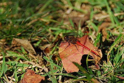 2011-10-26-12-43-00_ya.jpg