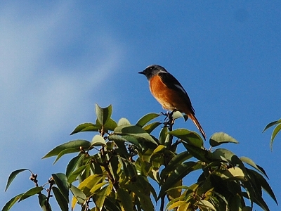 2011-11-01-09-08-15_ya.jpg