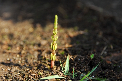 2011-11-07-09-27-54_ya.jpg