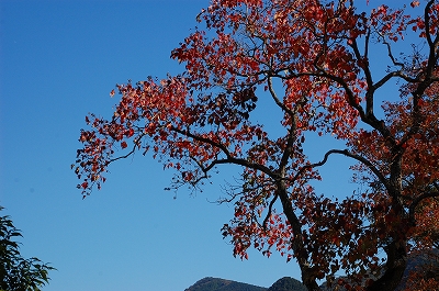 2011-11-16-11-18-23_ya.jpg
