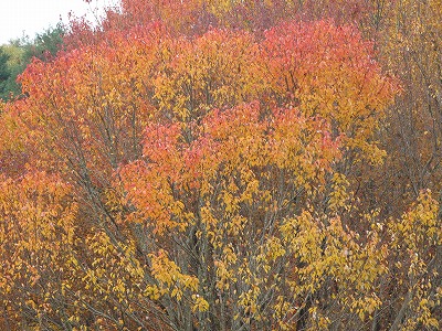 2011-11-30-10-15-29_aa.jpg
