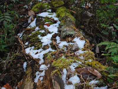 2011-12-27-15-15-11_ya.jpg
