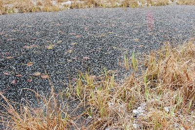 2012-02-03-09-14-12_ya.jpg